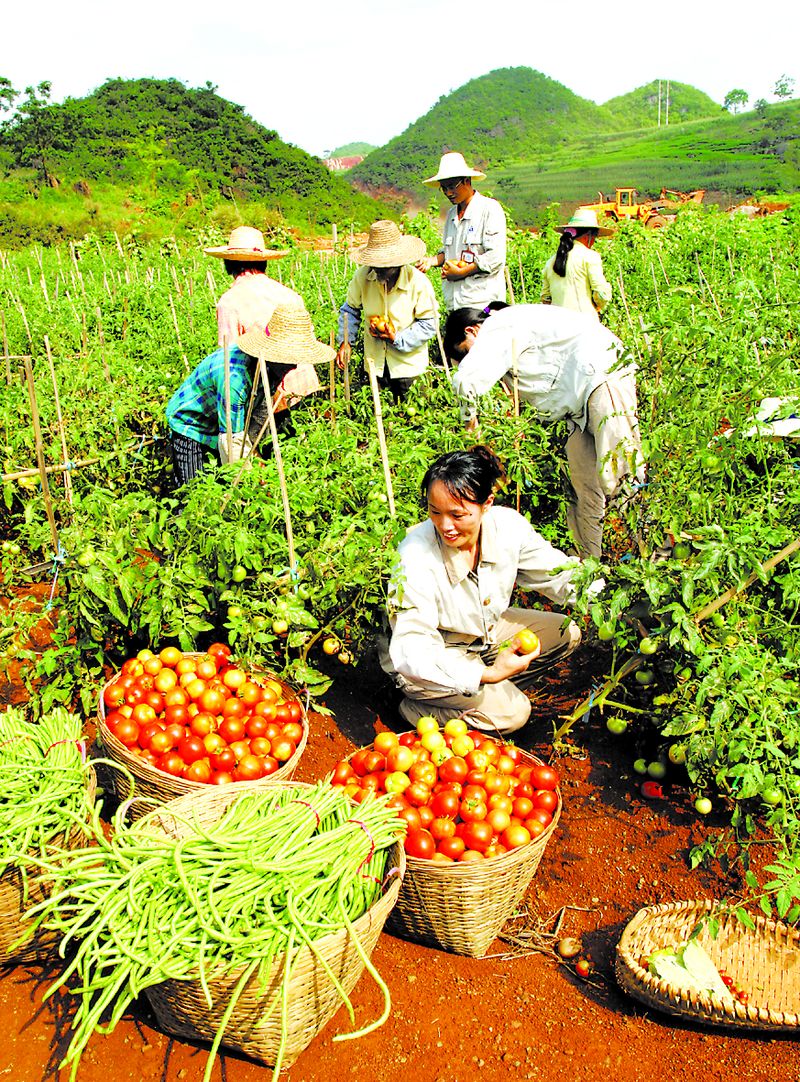 當(dāng)?shù)剞r(nóng)民在中鋁廣西分公司復(fù)墾后的土地上喜摘豐收的果實(shí)。