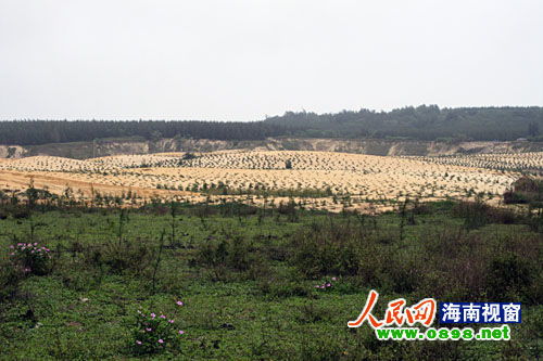 文昌開采鈦礦已經(jīng)有多年，目前中國每年鈦材年需求量在二點(diǎn)五至三萬噸，而國內(nèi)年鈦產(chǎn)量只有一千五百至兩千噸，市場(chǎng)缺口巨大。在國內(nèi)市場(chǎng)上，一噸鈦金屬粉的價(jià)格是六十萬元人民幣，國際市場(chǎng)更高達(dá)每噸八十萬美元。正是因?yàn)殁伒V的極大利潤，才讓很多人對(duì)挖采鈦礦趨之若鶩。