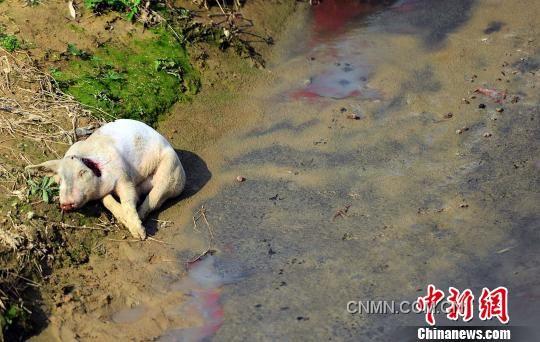 沿村溪步行不到500米，就見溪邊和溪中淺灘處散落著4頭死豬，而溪流中隨處可見令人恐懼的“紅蟲”（圖紅色處）。