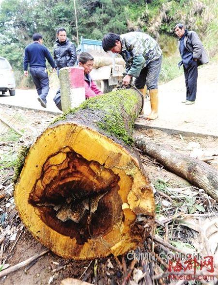 被砍的樹木被村民追回。